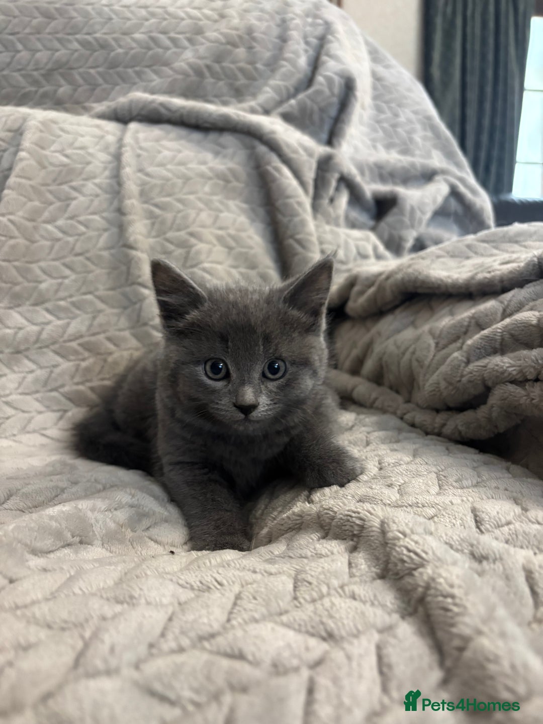 Mixed Breed cats for sale: 5 Gorgeous Kittens  - Image 2