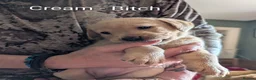 Labrador Retriever dogs for sale: 4 Labrador bitches left! - Advert 8