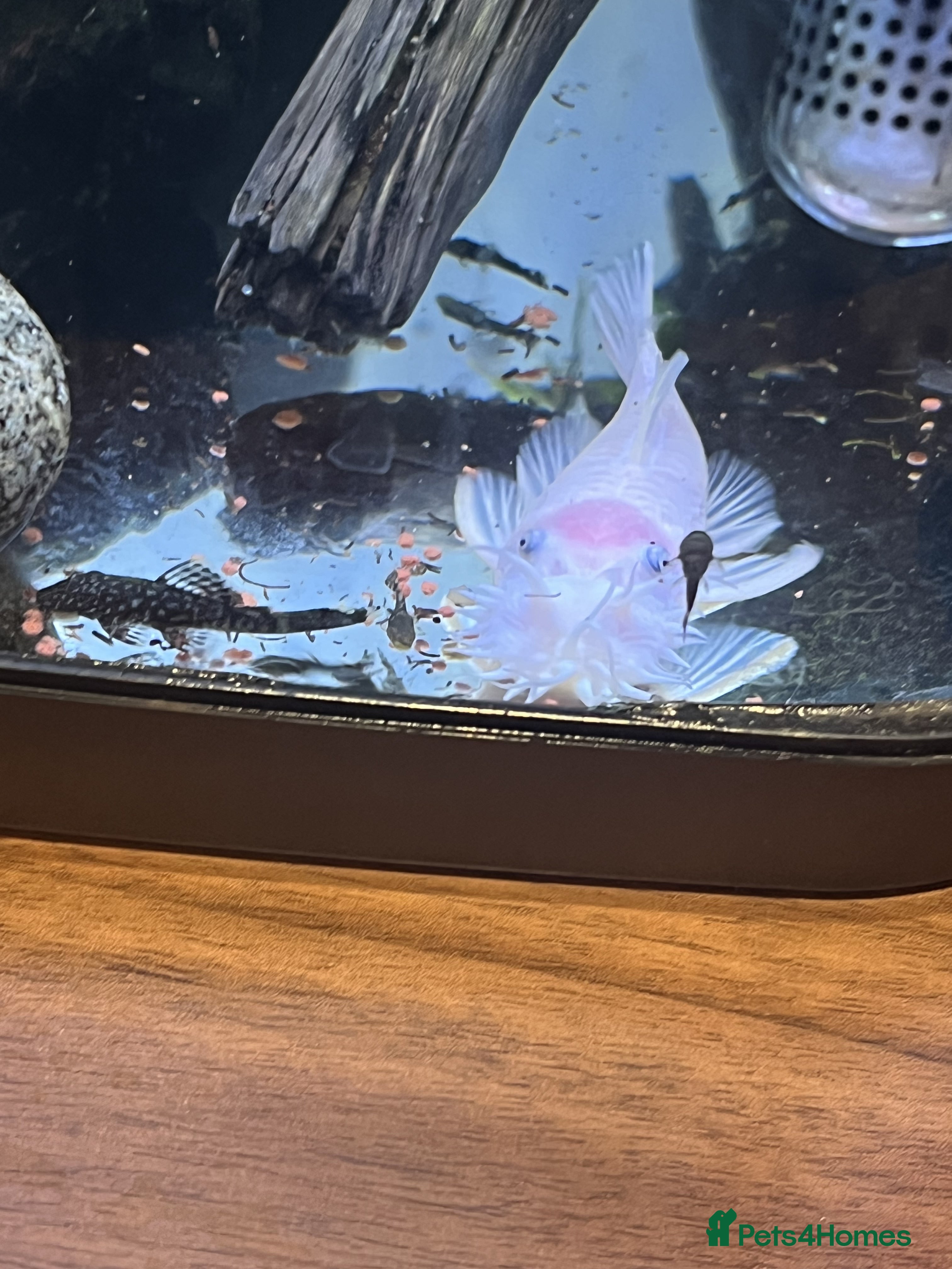 Angelfish fish Angels & Plecos - Advert 6