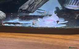 Angelfish fish for sale: Angels & Plecos - Image 5