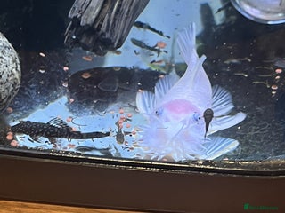 Angelfish fish Angels & Plecos - Advert 6