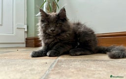 Maine Coon cats for sale: Stunning Maine Coon Kittens  - Image 13