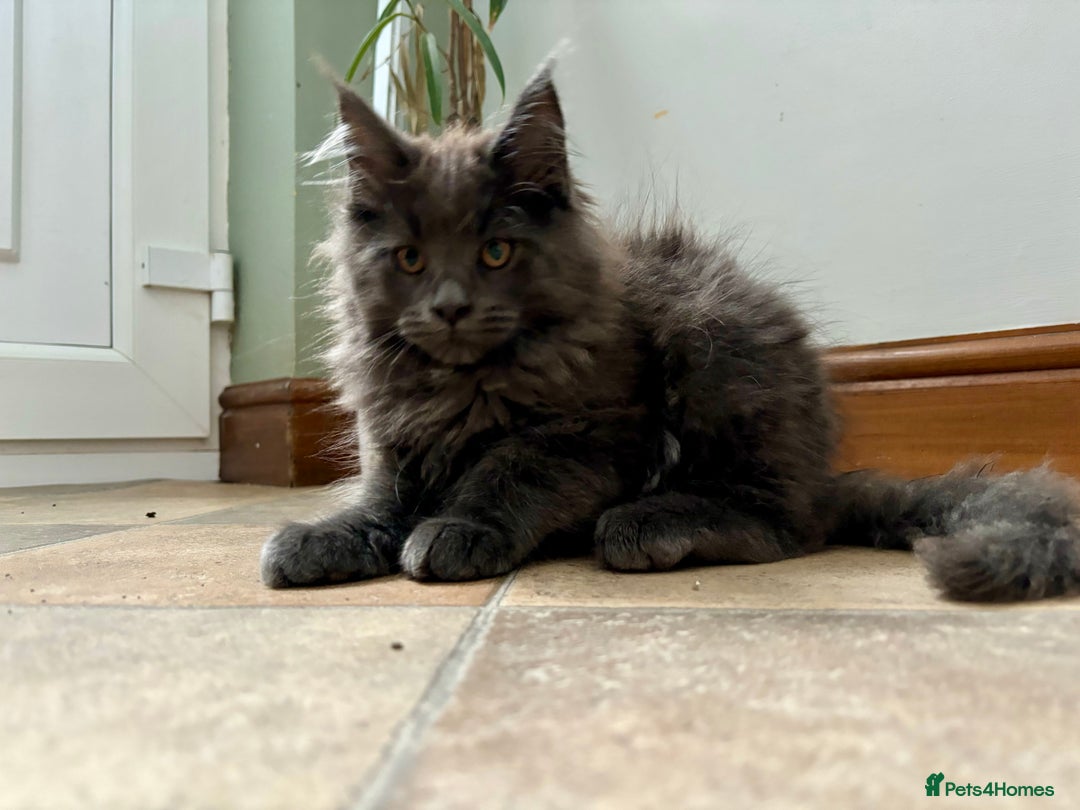Maine Coon cats for sale: Stunning Maine Coon Kittens  - Image 13