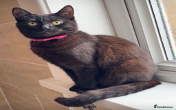 American Shorthair cats for sale: Kitten needs a new home  - Image 6