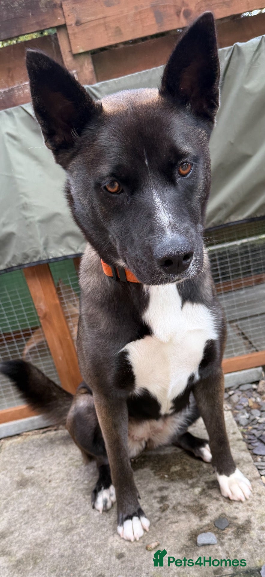 Shepsky dogs 12 month old female shepsky - Advert 1