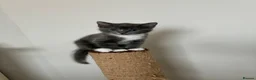 British Longhair cats for sale: 5 stunning kittens  - Advert 20
