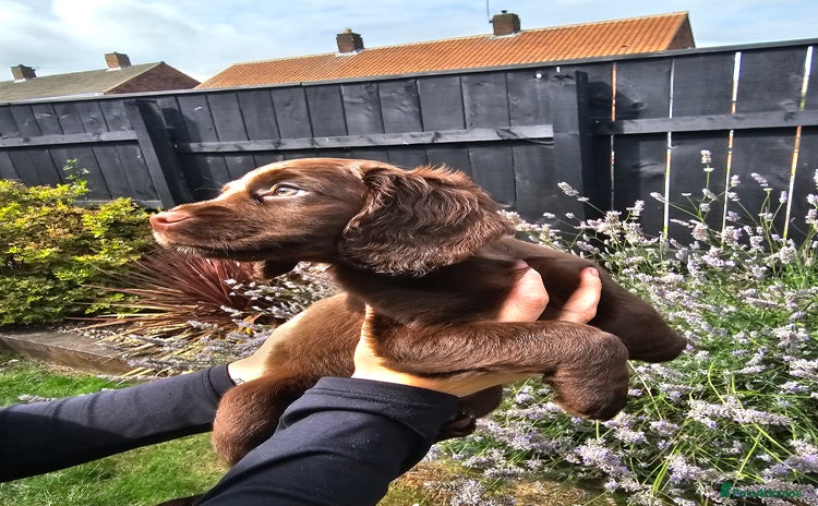 Cocker Spaniel dogs - Advert 13
