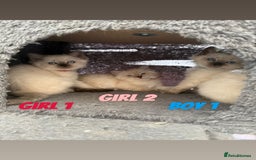 Ragdoll cats for sale: *STUNNING* litter of ragdolls  - Image 1