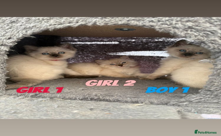 Ragdoll cats - Advert 2