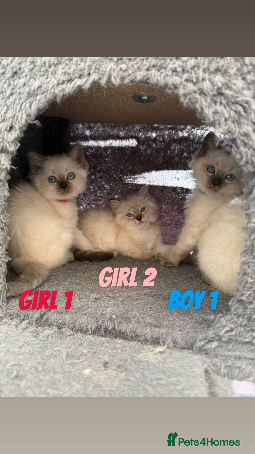 Ragdoll cats for sale: *STUNNING* litter of ragdolls  - Image 1