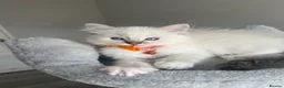 Ragdoll cats for sale: GCCF ragdoll kittens for sale - Advert 19