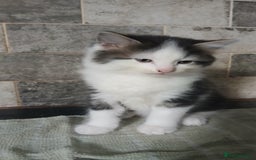 British Longhair cats for sale: Long haired kittens for sale - Image 2