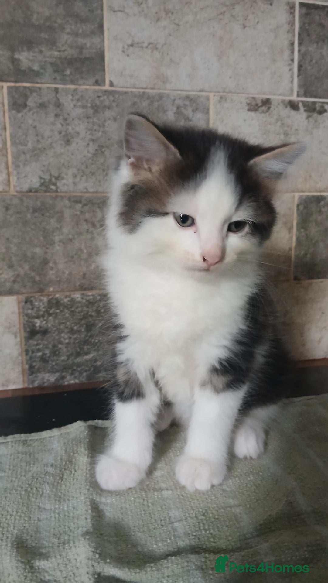 British Longhair cats for sale: Long haired kittens for sale - Image 2
