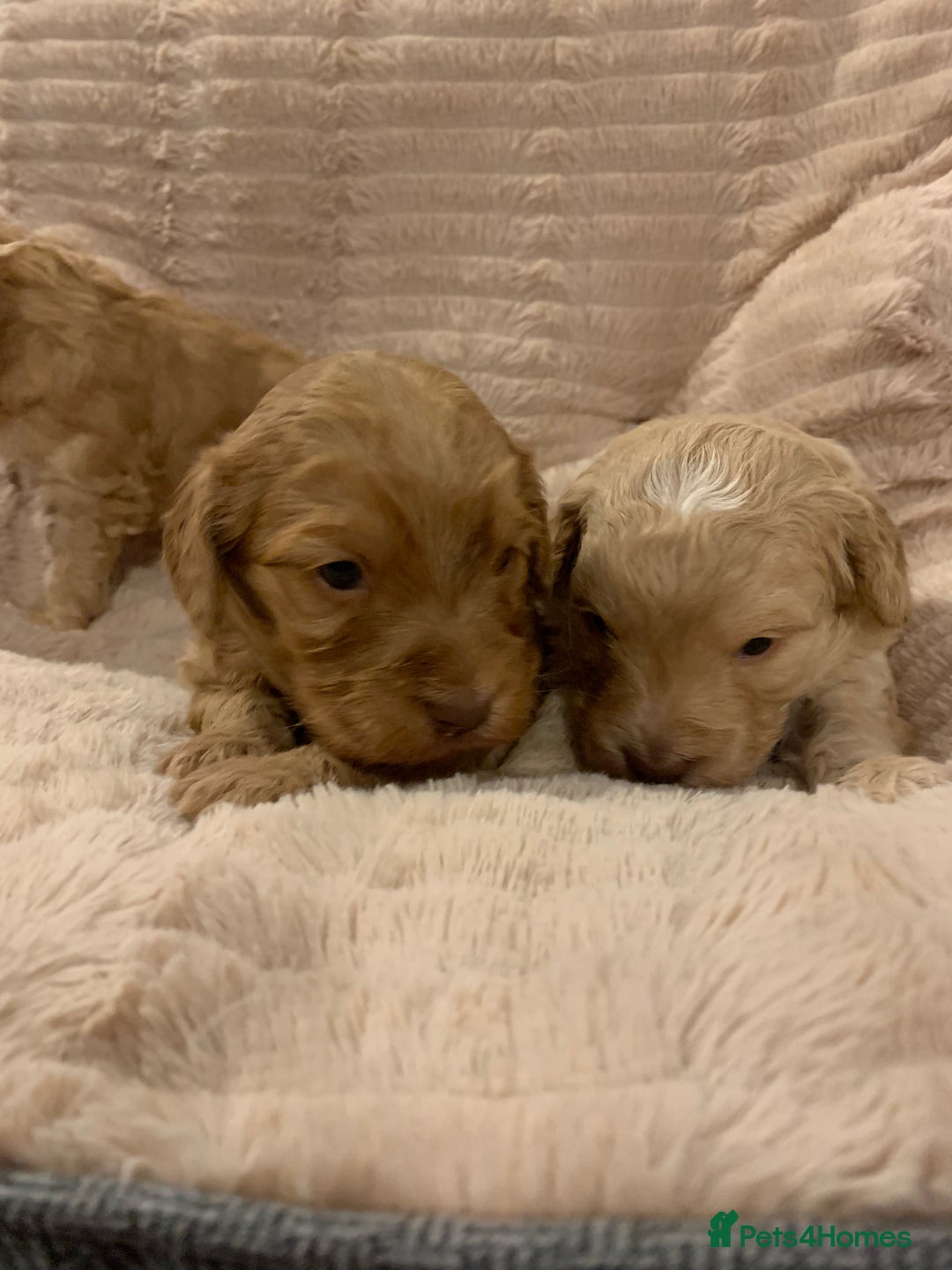 Cockapoo dogs for sale: F1 show type Cockapoo. Health tested parents - Advert 5