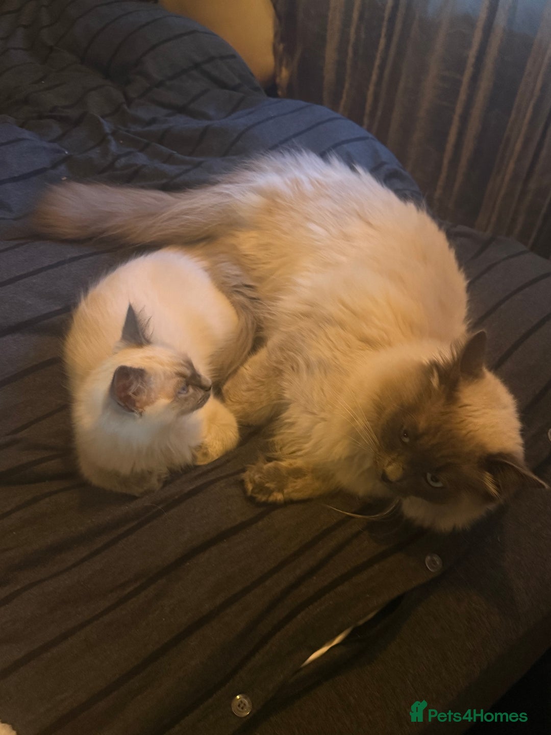 Ragdoll cats for sale: Lilac point Ragdoll kitten - Image 6