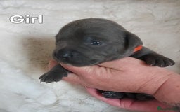 Staffordshire Bull Terrier dogs for sale: Staffordshire Bull Terrier Puppy - Image 7