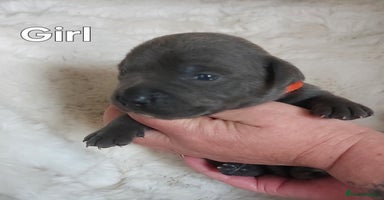 Staffordshire Bull Terrier dogs - Advert 1