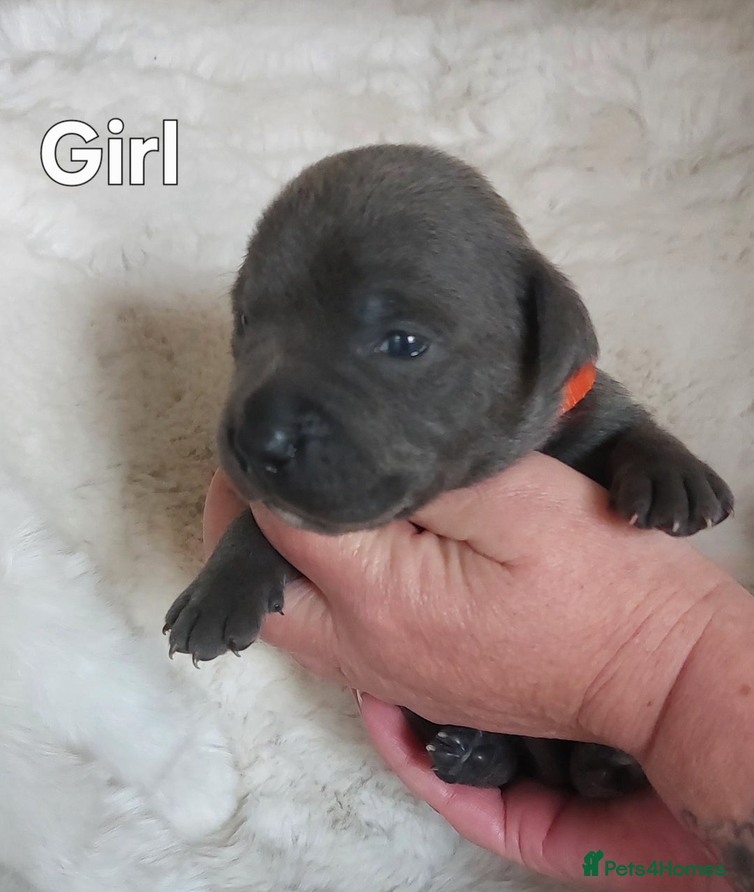 Staffordshire Bull Terrier dogs for sale: Staffordshire Bull Terrier Puppy - Image 7