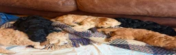Mixed Breed dogs for sale: Cockapoo × Australian Labradoodle Puppies  in Redruth - Advert 6