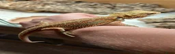 Bearded Dragon reptiles for sale: Stunning Baby Beardies For Sale! - Advert 5
