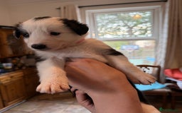 Border Collie dogs for sale: Pure Breed Boarder Collie Pups - Image 38