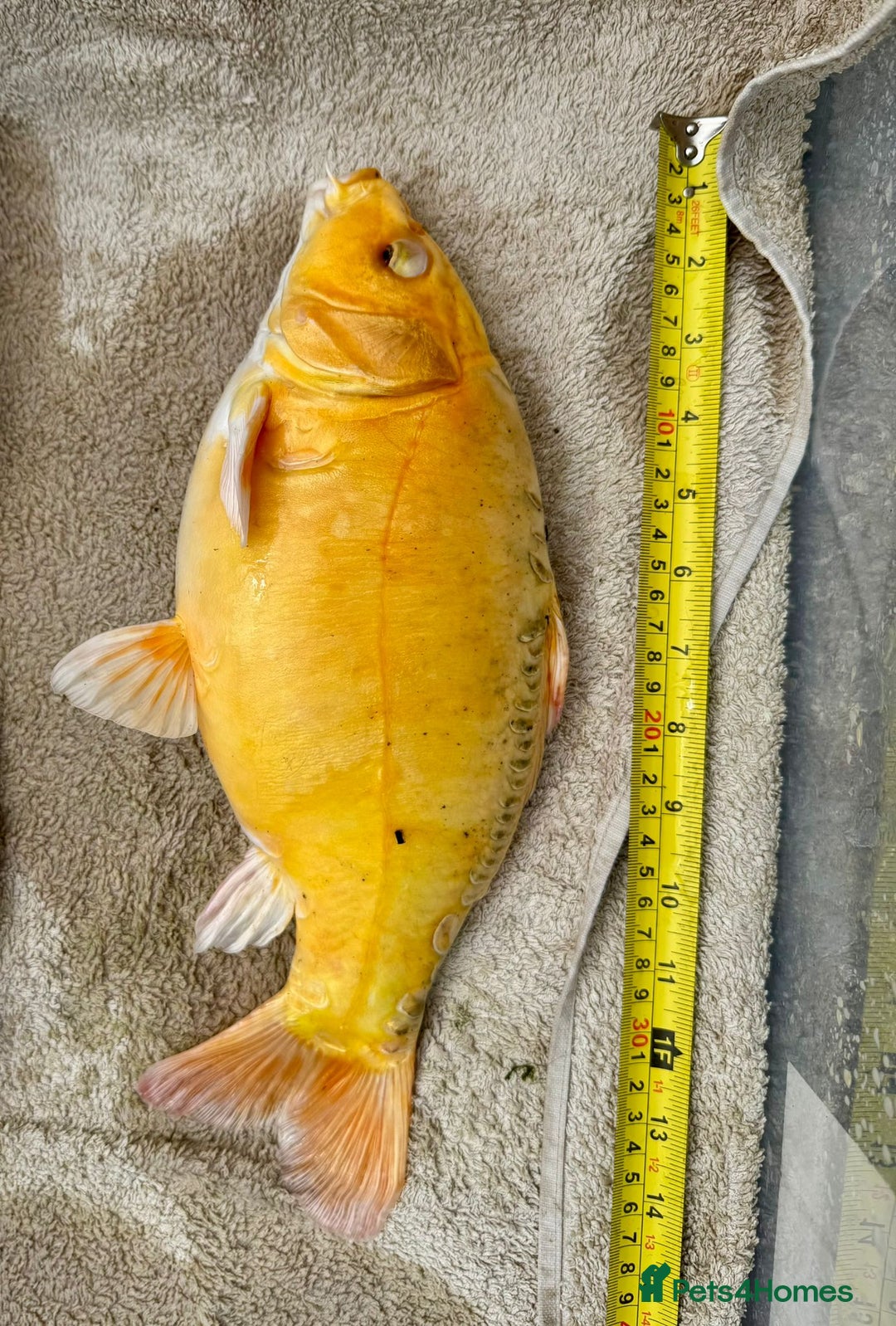 Koi Carp fish for sale: Koi for Sale - Image 8