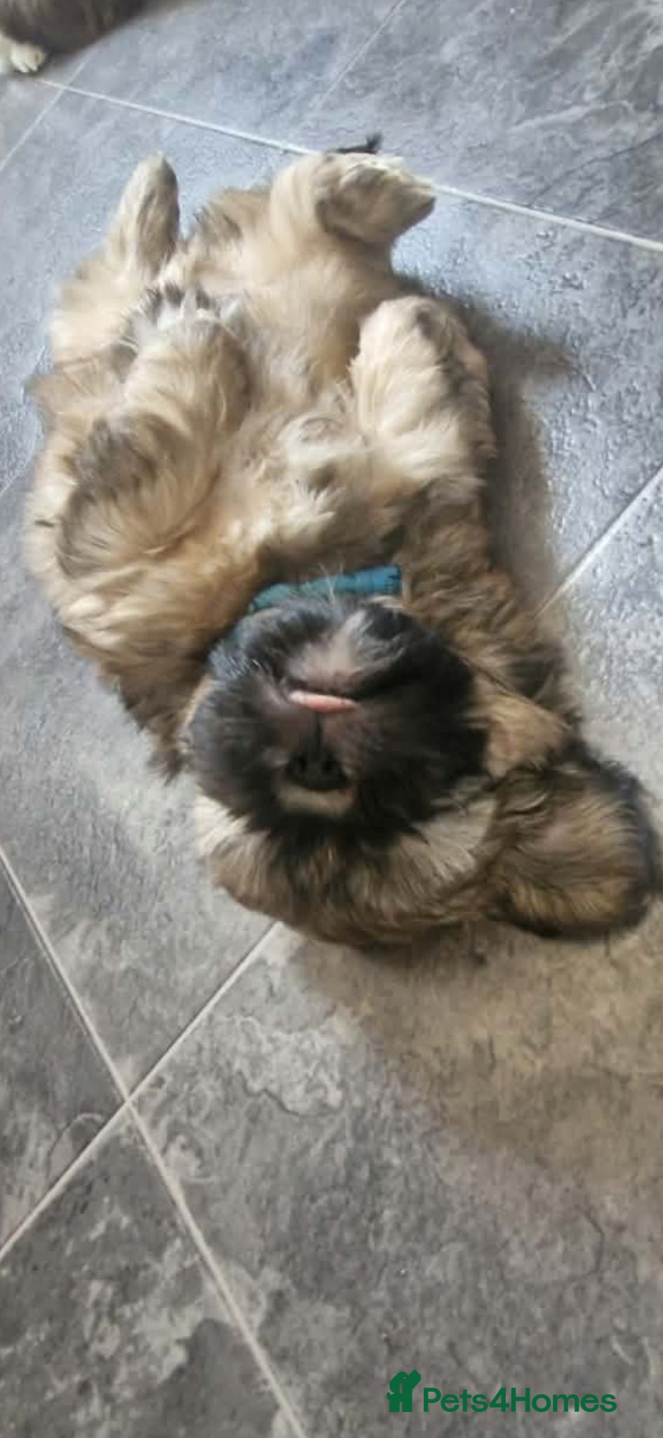 Shih Tzu dogs Shih-tzu puppy's for sale only one boy available  - Advert 16