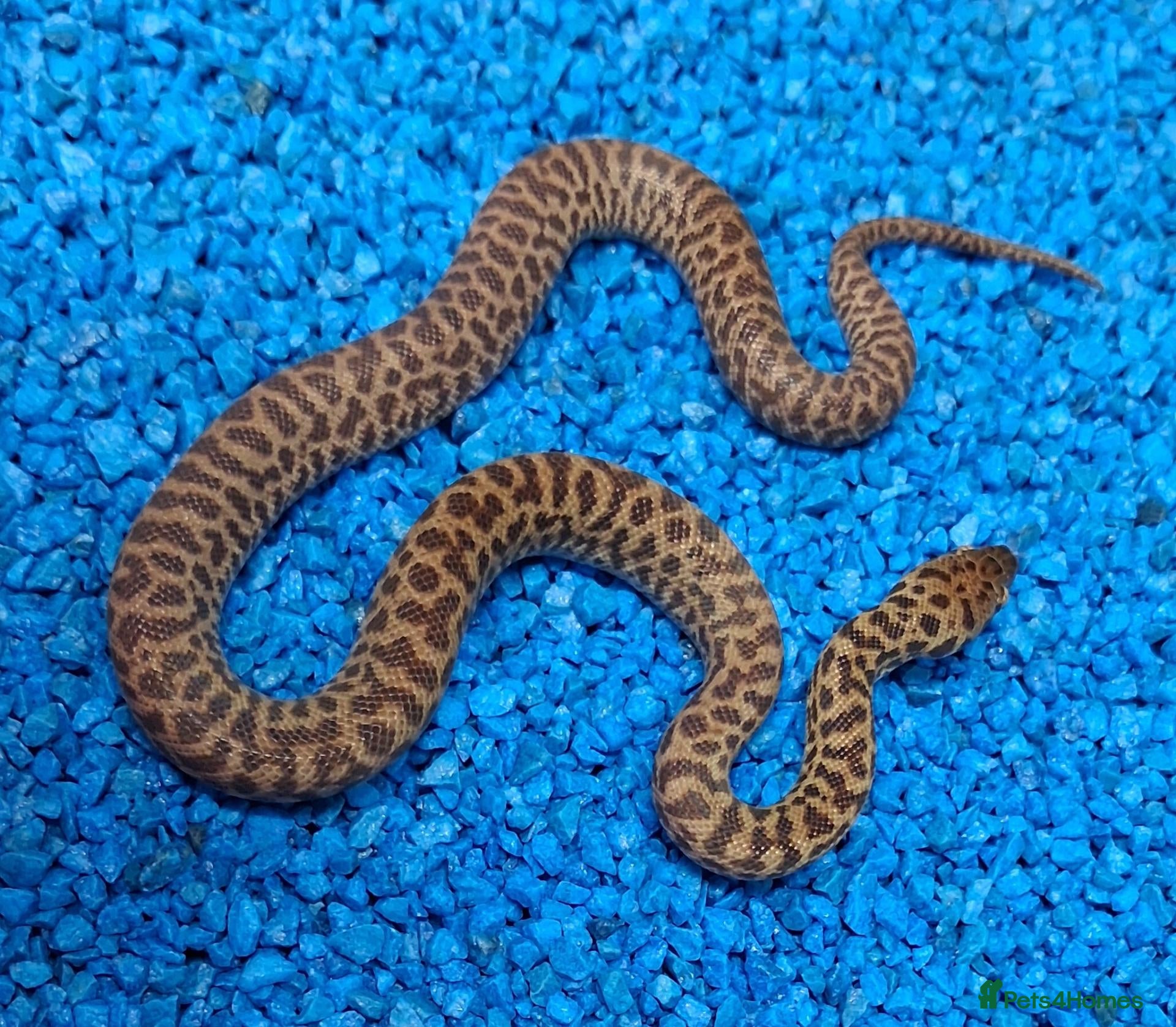 Python Snake reptiles Children's Python's Het T+Albino - Advert 2