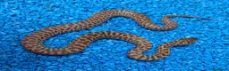 Python Snake reptiles for sale: Children's Python's Het T+Albino - Advert 2