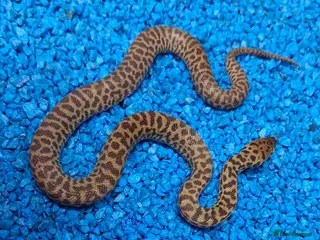 Python Snake reptiles Children's Python's Het T+Albino - Advert 2