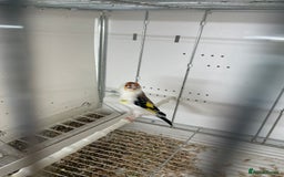 Finches birds for sale: Finches  - Image 10