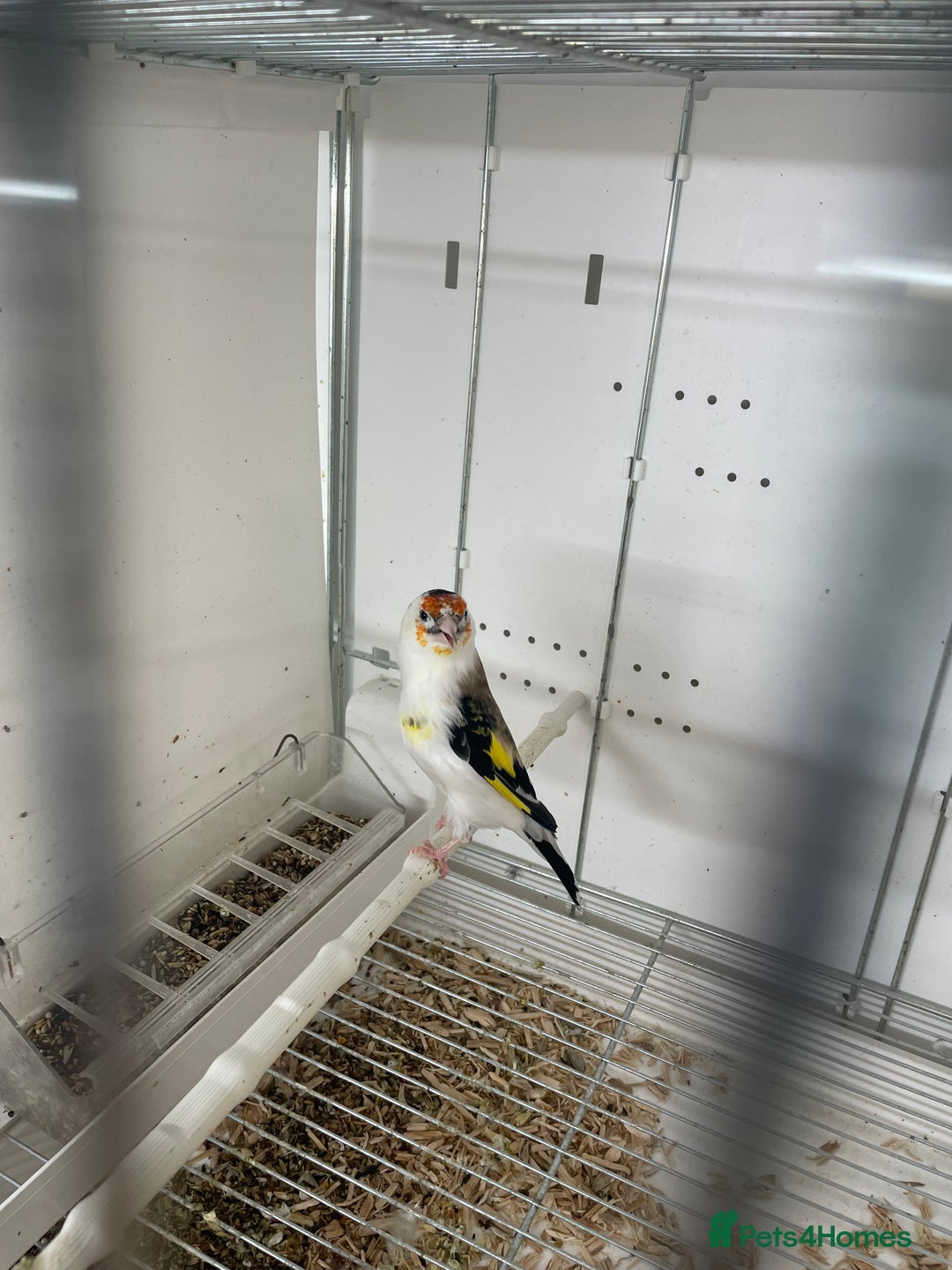 Finches birds for sale: Finches  - Image 10