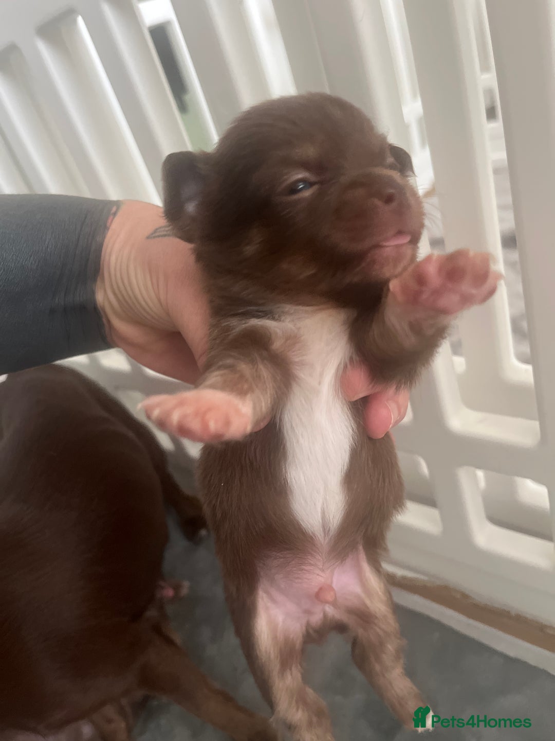 Chihuahua dogs for sale: 2 Male Chihuahuas  - Advert 12