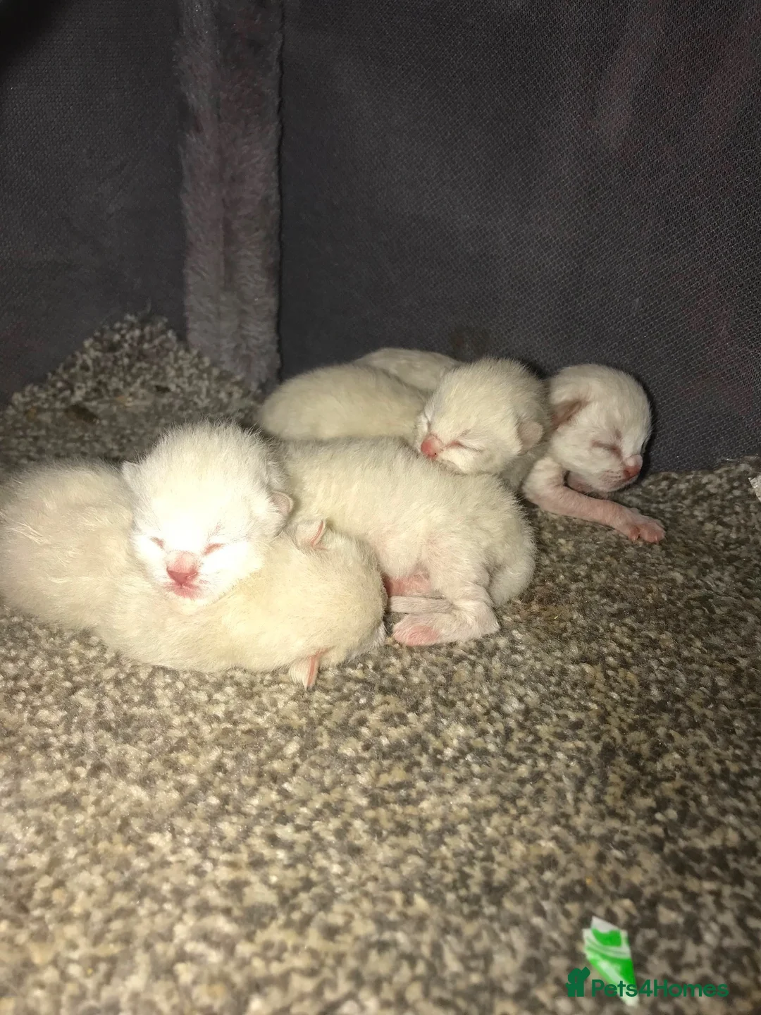 Siamese cats for sale: Purebred Siamese Kittens in Solihull - Advert 9