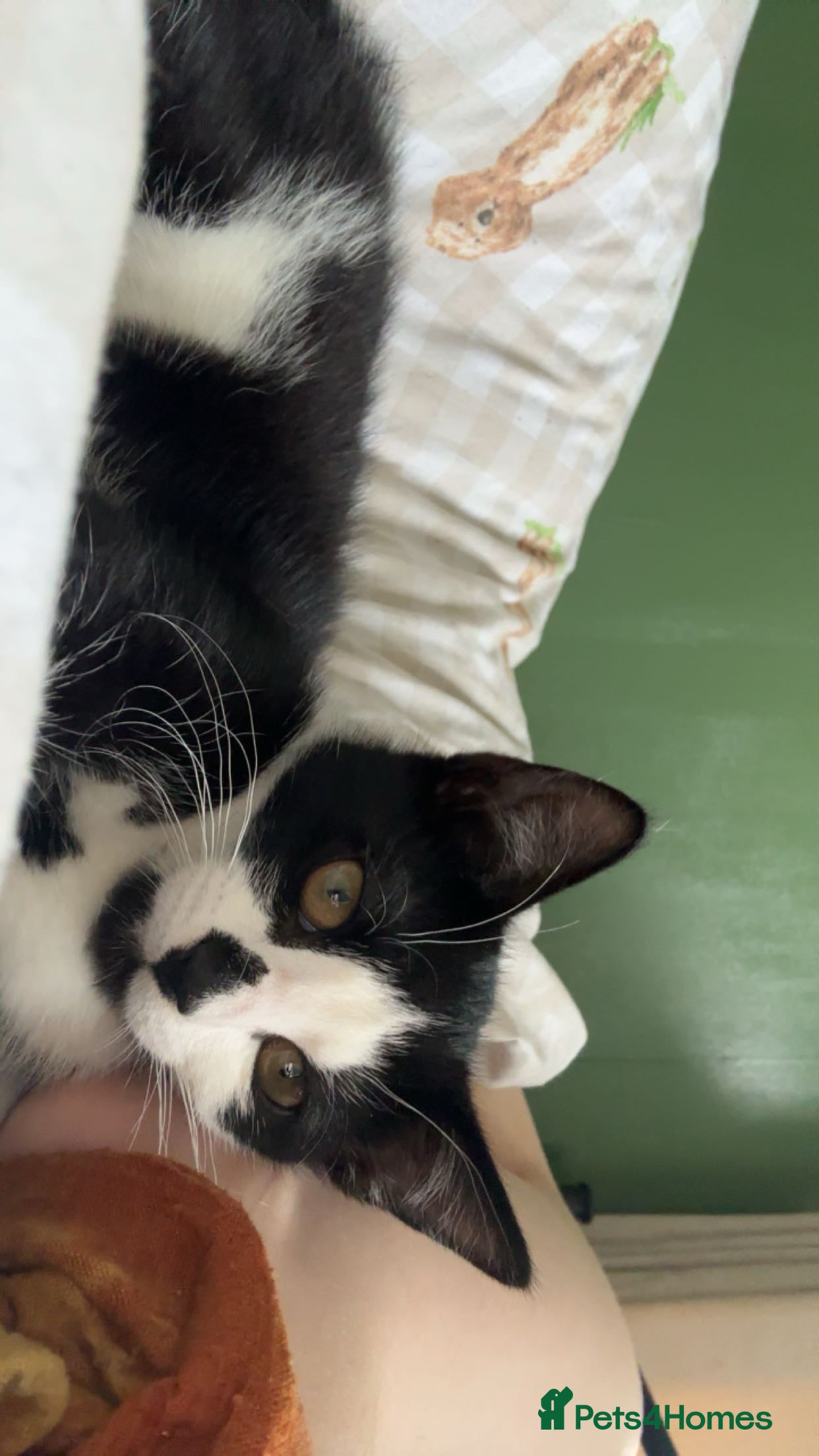 Mixed Breed cats for sale: Rehoming kitten - Advert 2