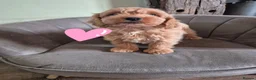 Cockapoo dogs for sale: Stunning cockapoos - Advert 8
