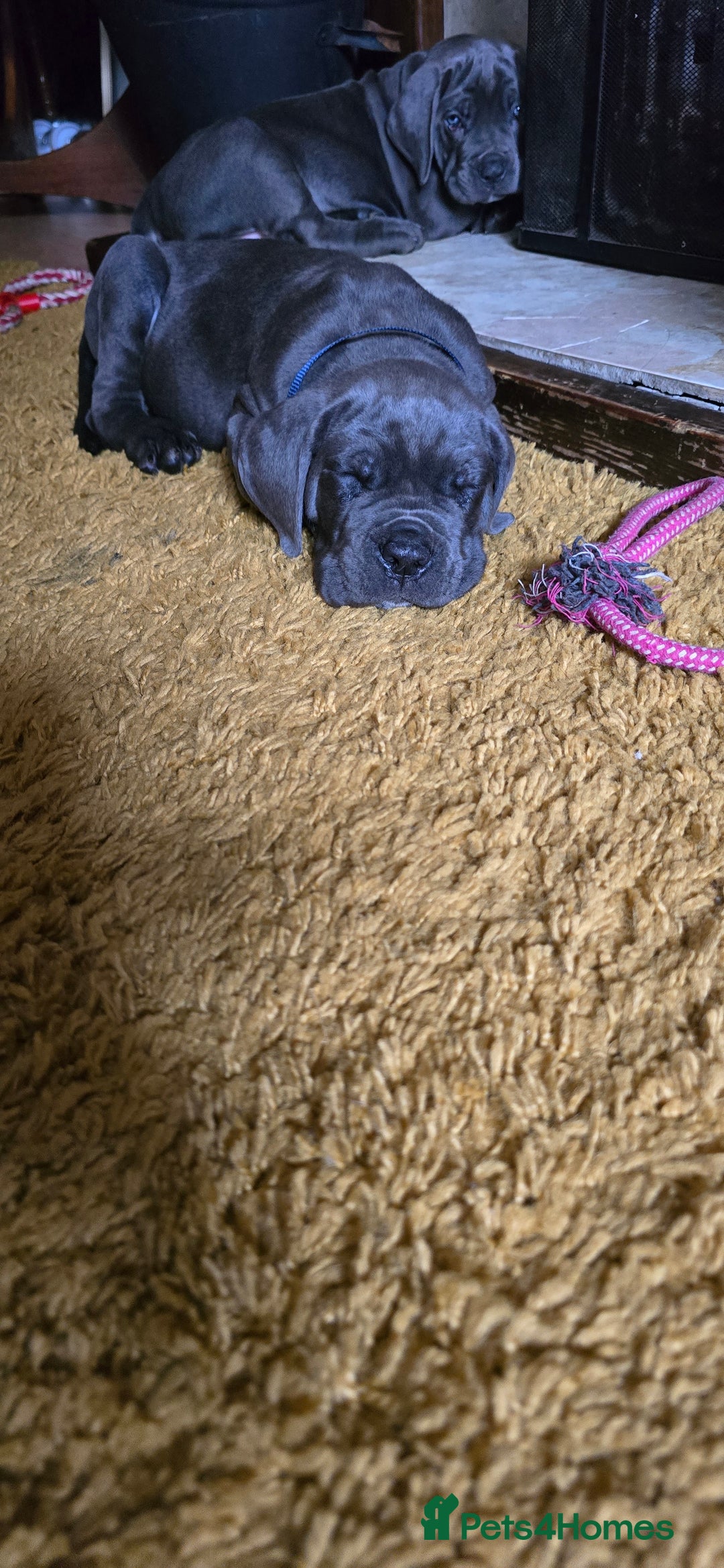 Cane Corso dogs for sale: My puppies  - Image 10
