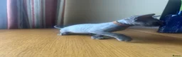 Devon Rex cats for sale:  Pedigree Devon Rex Kittens. Pet Homes Only  - Advert 33
