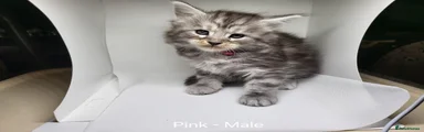 Maine Coon 3 Pink Collar 