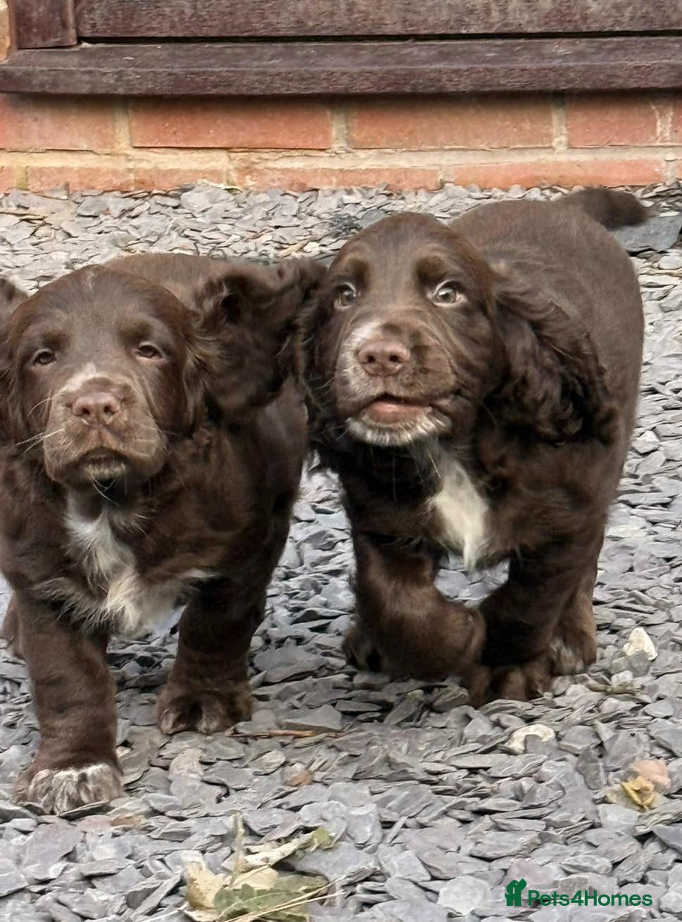 Sprocker dogs for sale: Sprocker puppies, 3/4 cocker  - Advert 10