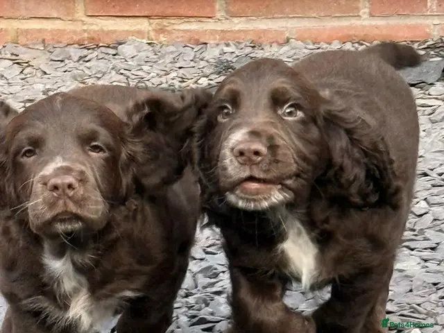 Sprocker dogs for sale: Sprocker puppies, 3/4 cocker - Advert 10