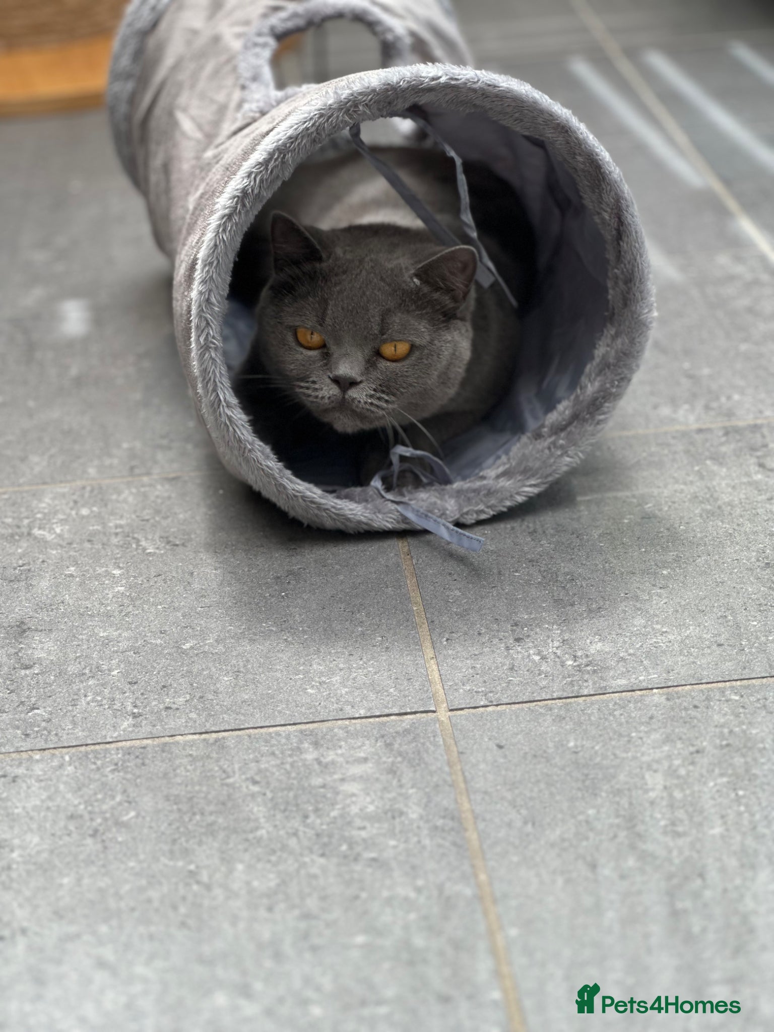 British Shorthair cats for sale: Sisters Looking for Their Perfect Retirement Home - Advert 1