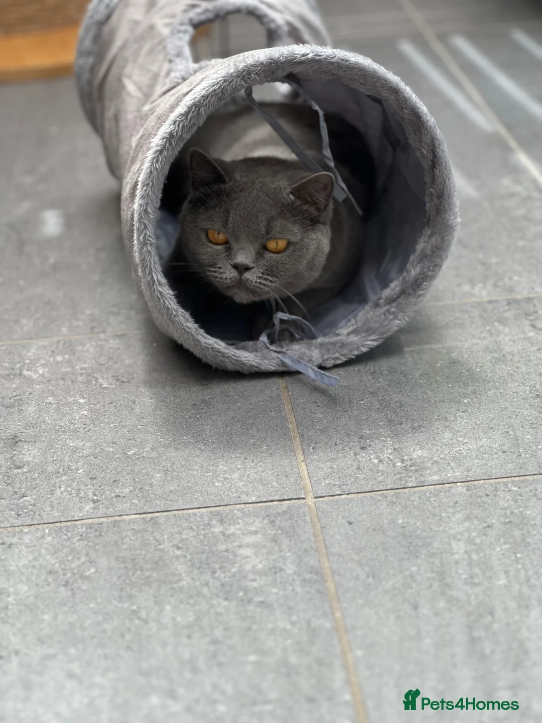 British Shorthair cats for sale: Sisters Looking for Their Perfect Retirement Home - Advert 1