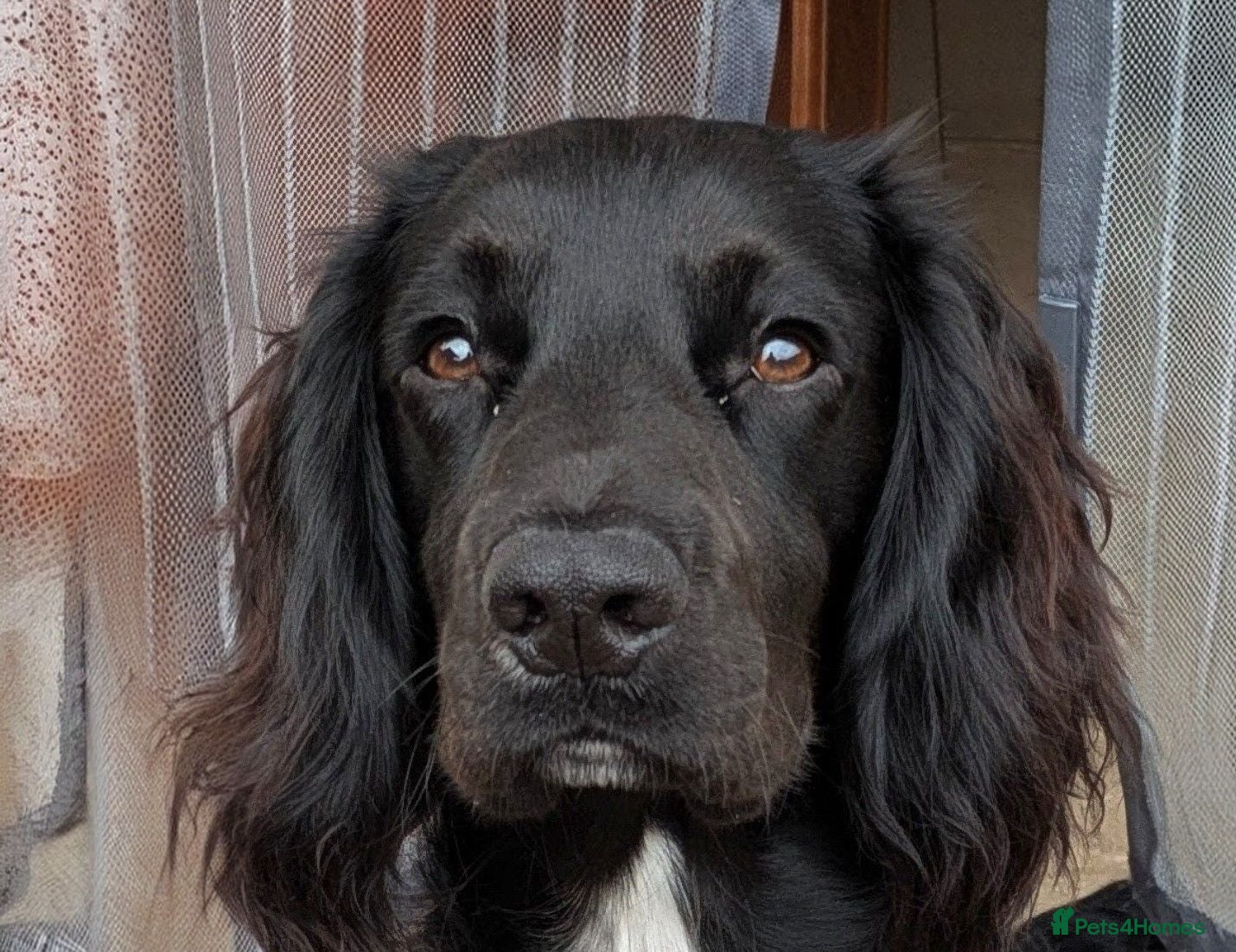 Cocker Spaniel dogs KC Registered Black Cocker Spaniel Stud - Advert 11