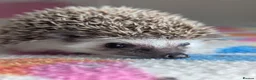 Pygmy Hedgehog rodents for sale: Gorgeous Baby Hoglets/Some Ready Now/ Reserve - Advert 7