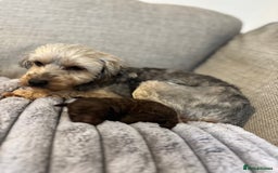 Yorkiepoo dogs for sale: Health Tested Chocolate Brown Yorkipoo  - Advert 3