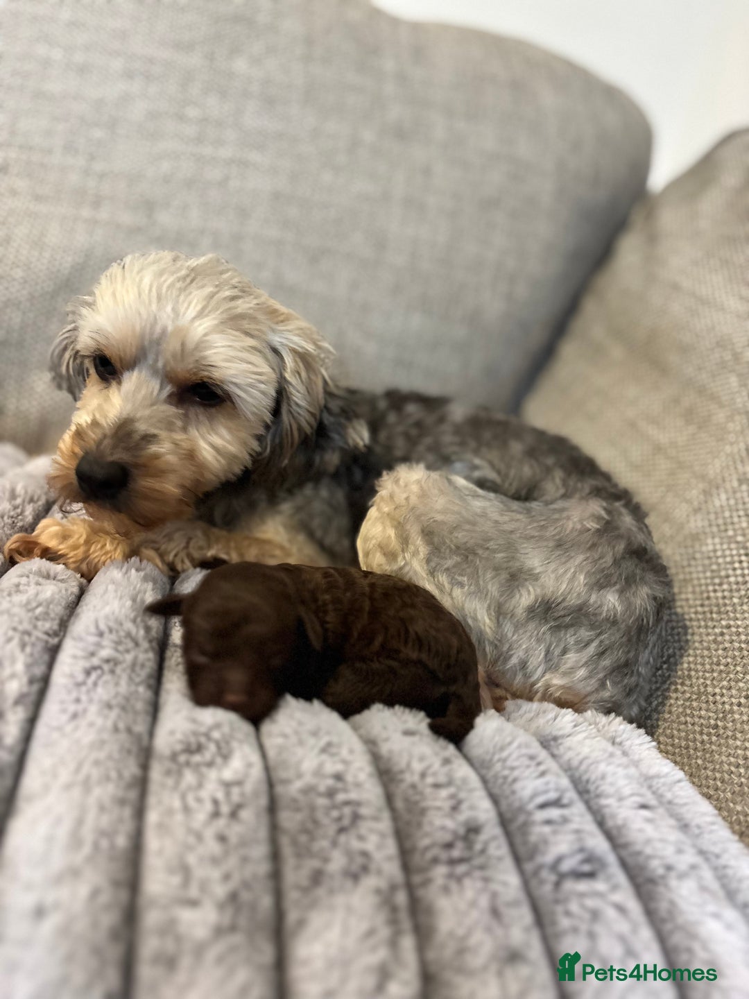 Yorkiepoo dogs for sale: Health Tested Chocolate Brown Yorkipoo  - Advert 3