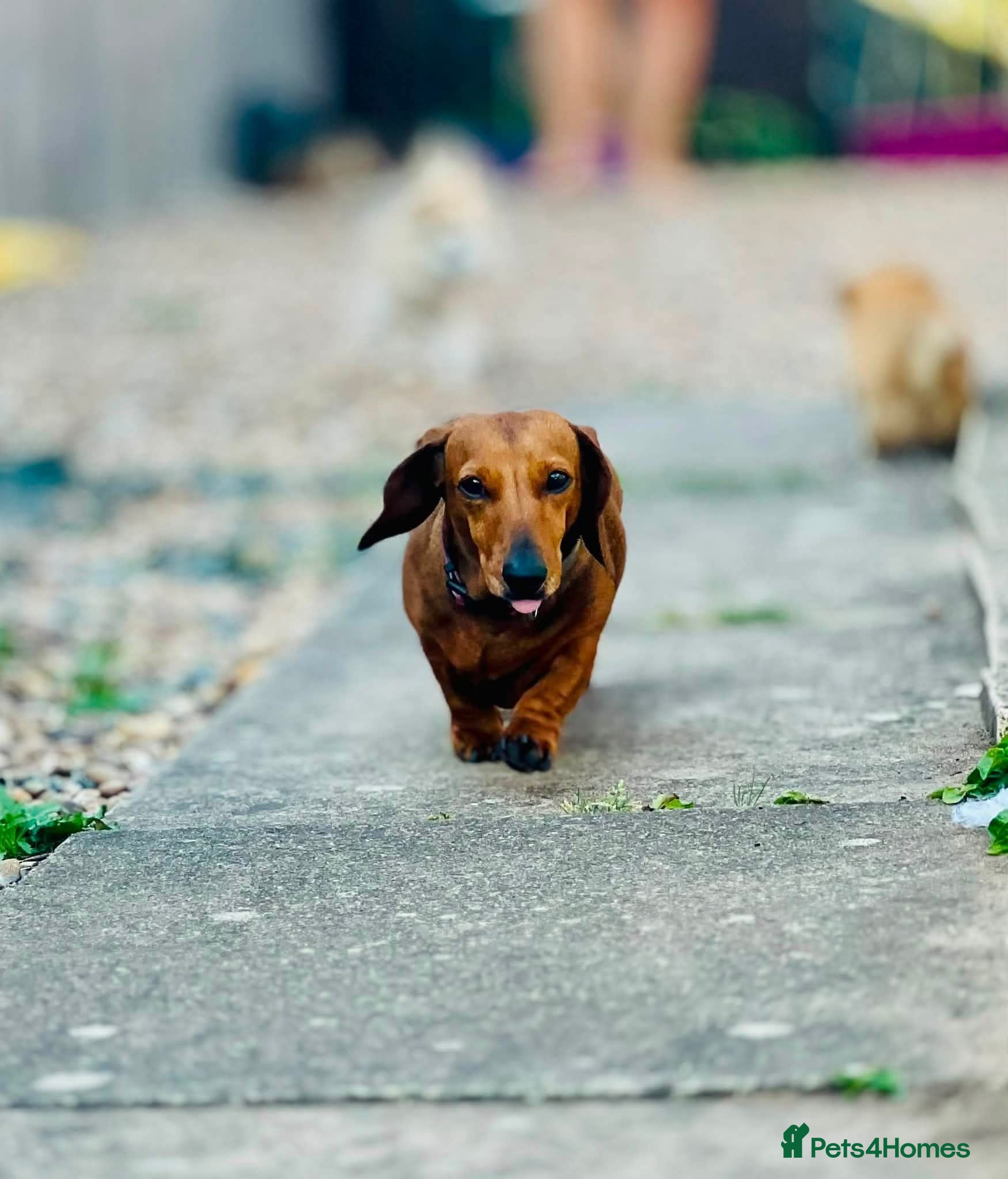 Dachshund dogs Dachshund for rehoming - Advert 1
