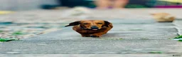 Dachshund dogs for sale: Dachshund for rehoming - Advert 1