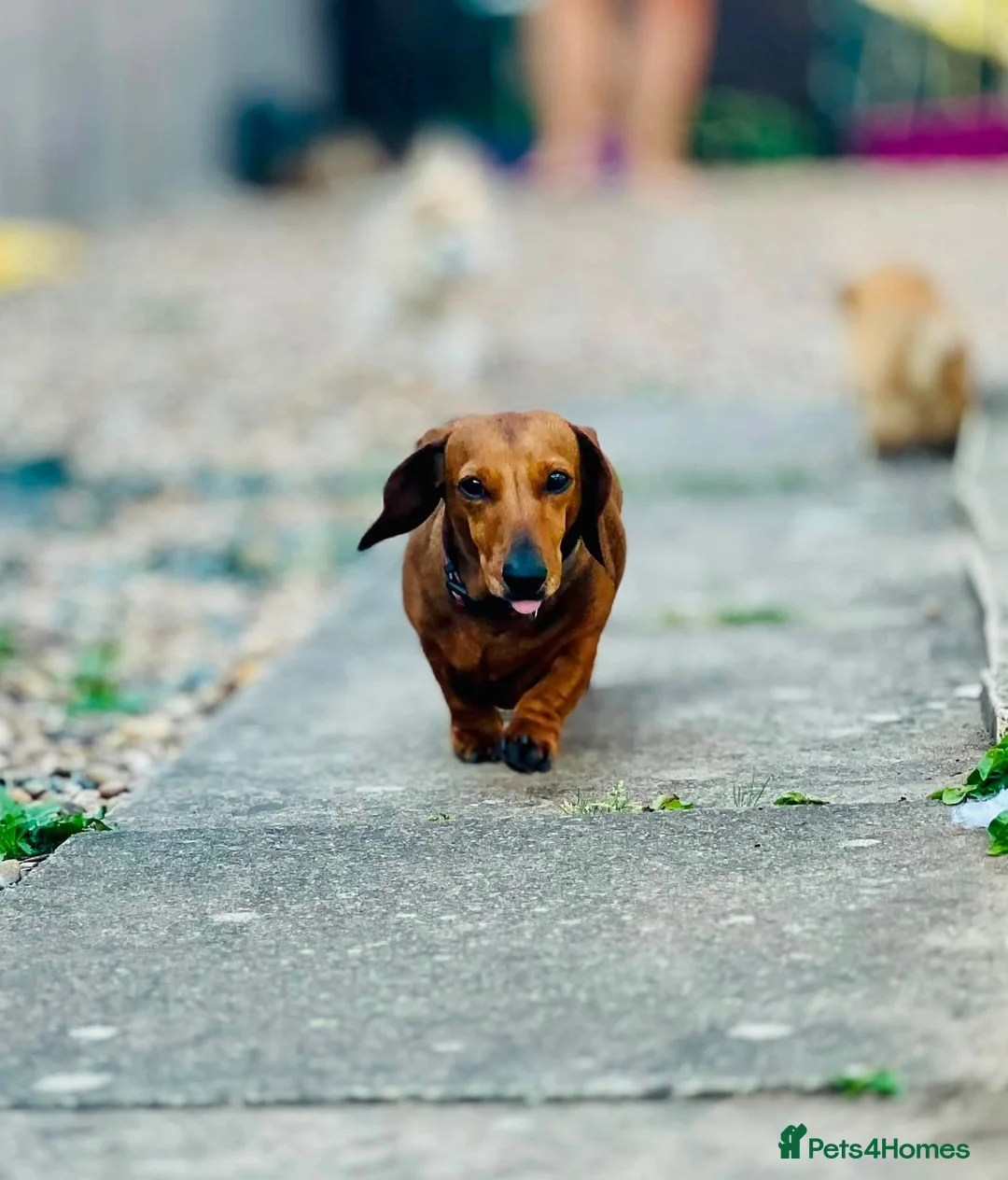 Dachshund dogs for sale: Dachshund for rehoming - Advert 1
